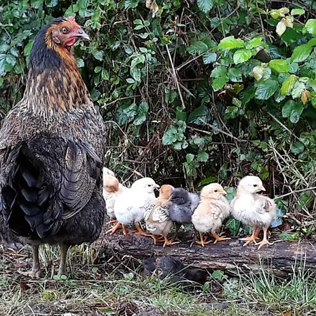 Des Gravets Sigalens