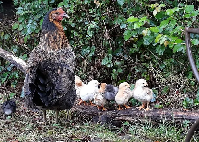 Des Gravets Sigalens